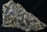 Wide Ammonite Plate - Over Ammonites #14317-2